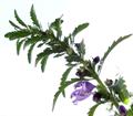 Dracocephalum moldavica
